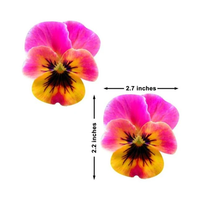 Neva Nude Pasty Flower Pansy Pink - Fit & Sizing