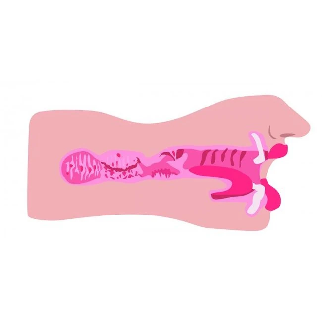 Sexflesh Sarahs Sexy Mout Stroker - Material Feel and Maintenance